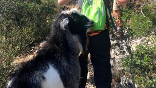 Ce bouc agresse depuis deux semaines les promeneurs dans le parc des Eouvières. © Mairie de Baudinard Ce bouc agresse depuis deux semaines les promeneurs dans le parc des Eouvières. © Mairie de Baudinard